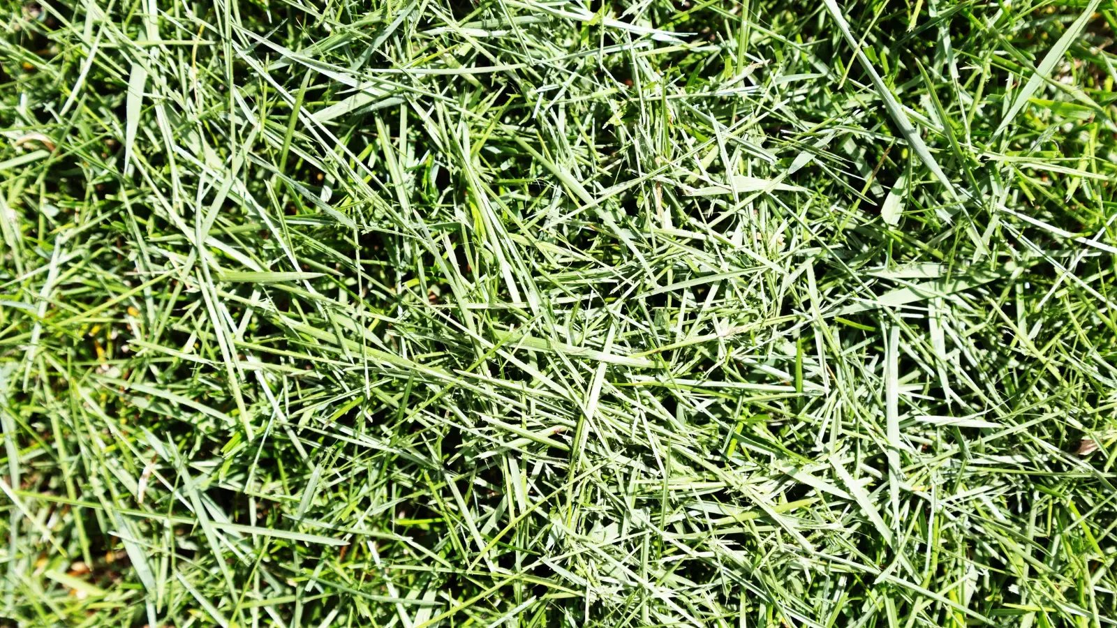 Green Waste and Composting Green Waste and Composting